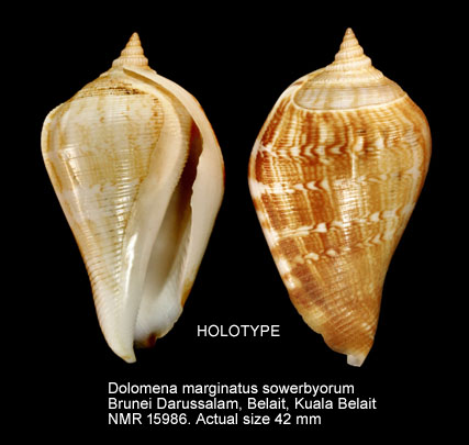 HOLOTYPE Dolomena marginatus sowerbyorum.jpg - HOLOTYPE Dolomena marginatus sowerbyorum(Visser & Man in't Veld,2005) Accepted as Margistrombus robustus (G.B.Sowerby,1875)
